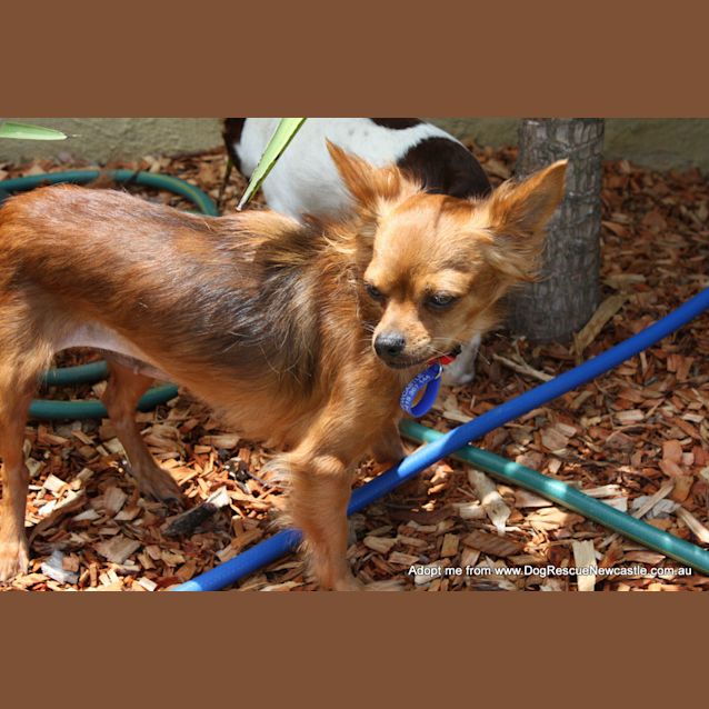 Photo of Cassy (On Trial 31/1/15) ~ Chi X Dachshund