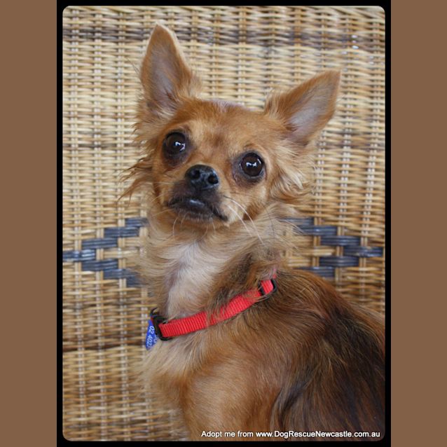 Photo of Cassy (On Trial 31/1/15) ~ Chi X Dachshund