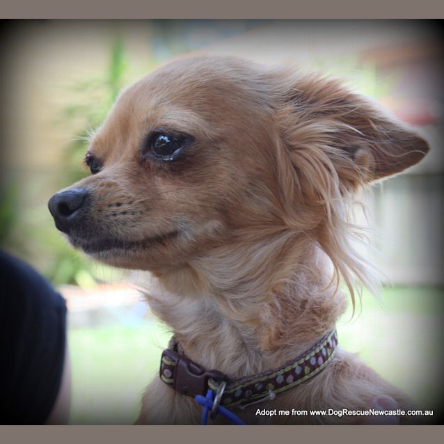 Photo of Willow (On Trial 11/12/14) ~ Chihuahua X