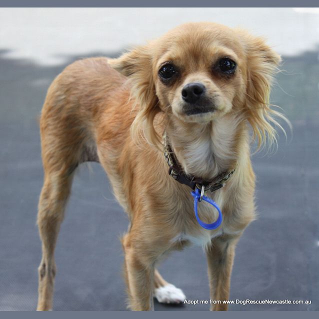 Photo of Willow (On Trial 11/12/14) ~ Chihuahua X