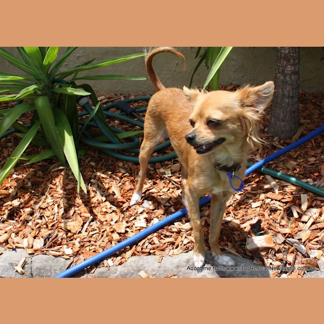 Photo of Willow (On Trial 11/12/14) ~ Chihuahua X