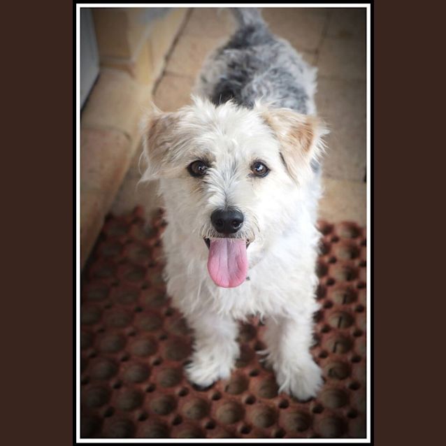 Photo of Baxter 