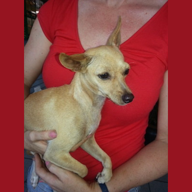Photo of Violet (Be D20622)