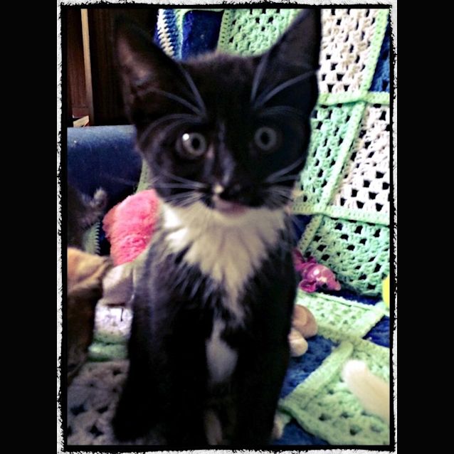 Photo of Darius (The Pet House, Erina 4365 5040)