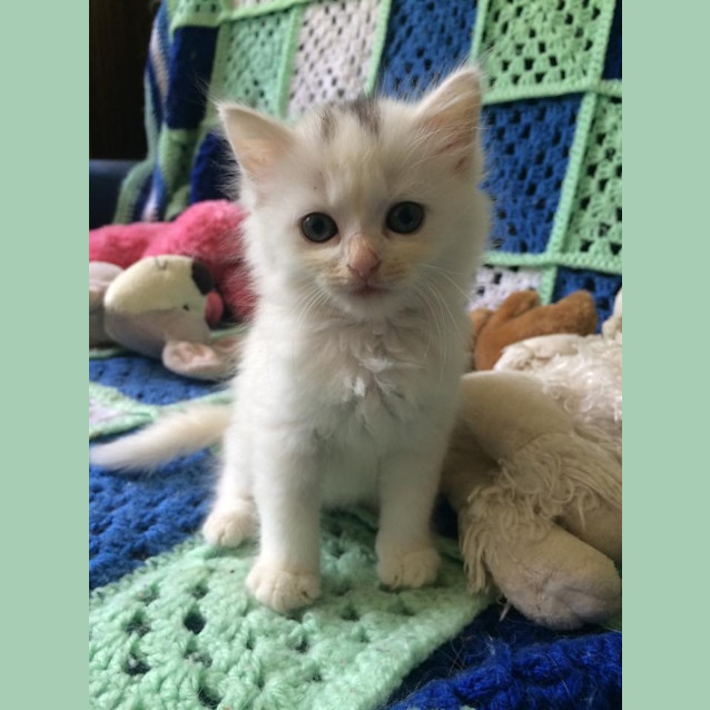 Photo of Gizmo