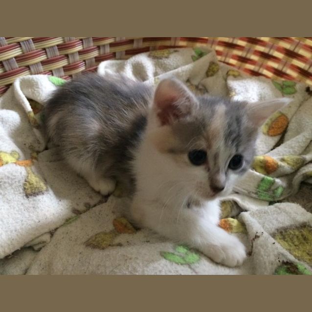 Photo of C Calli Has Been Adopted