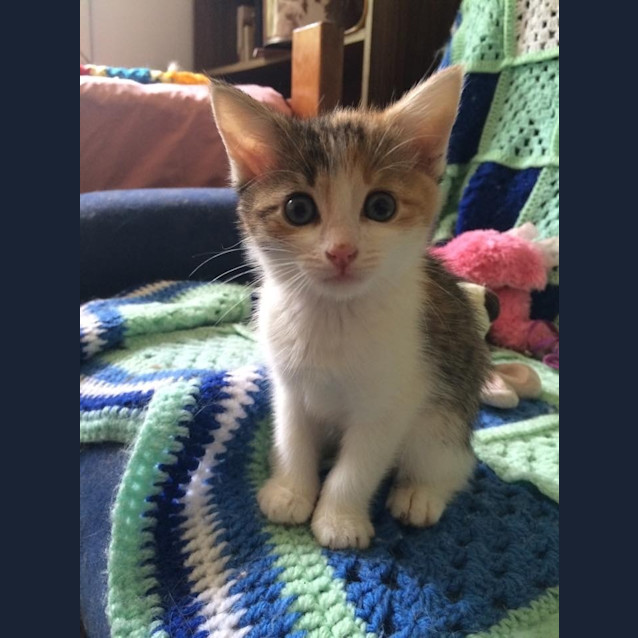 Photo of Frankie (The Pet House, Erina 4365 5040)