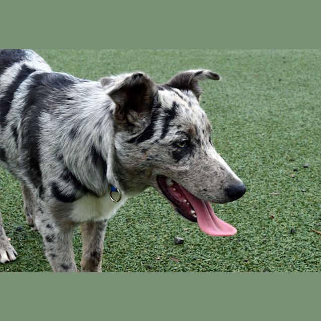 Photo of Shadow