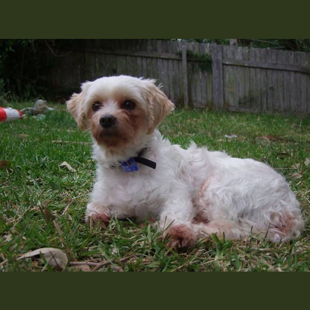 Photo of Tilly (Adopted 4/4/15)