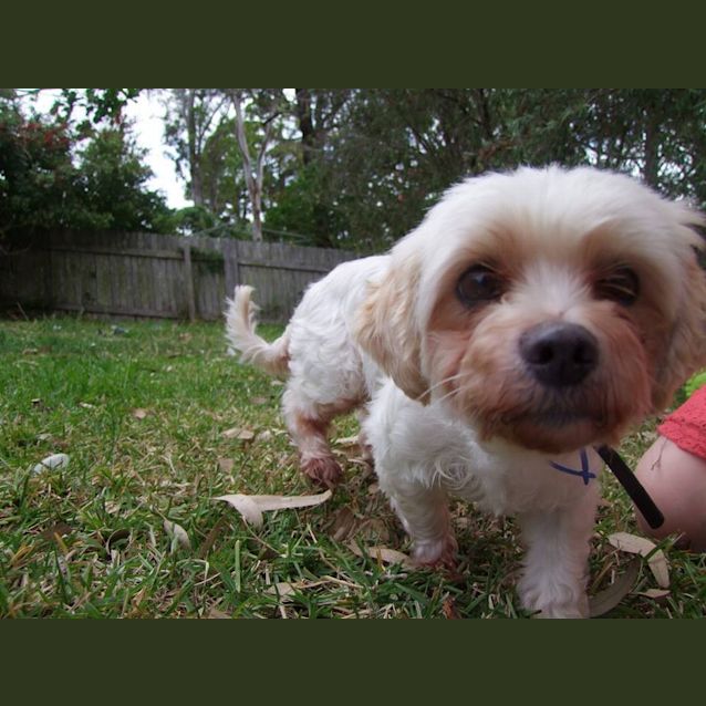 Photo of Tilly (Adopted 4/4/15)