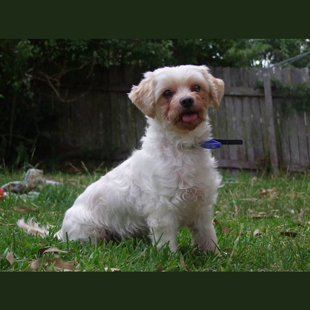 Photo of Tilly (Adopted 4/4/15)