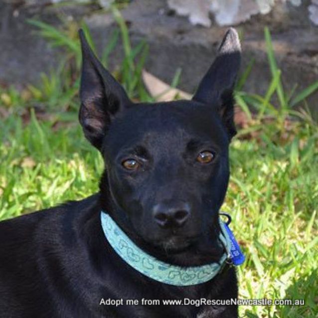 Photo of Roxy (On Trial 28/12/14)~ Small Kelpie X
