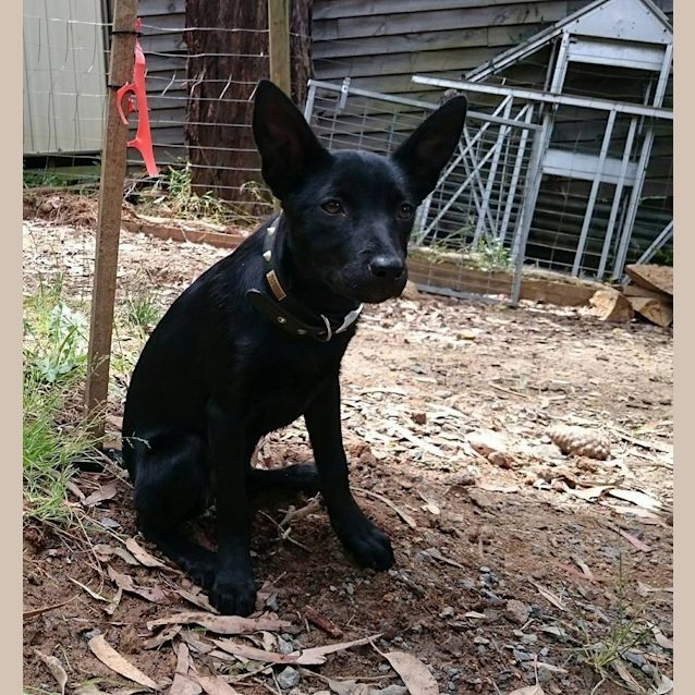 Photo of Nixie
