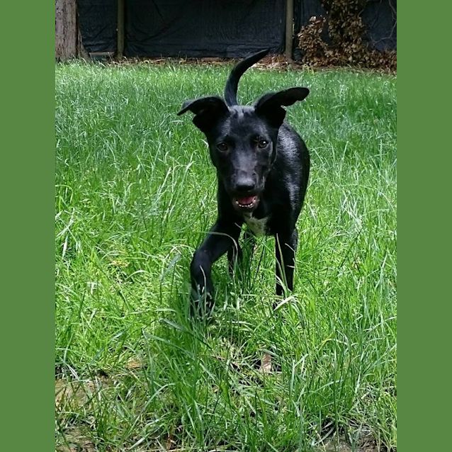 Photo of Nitro