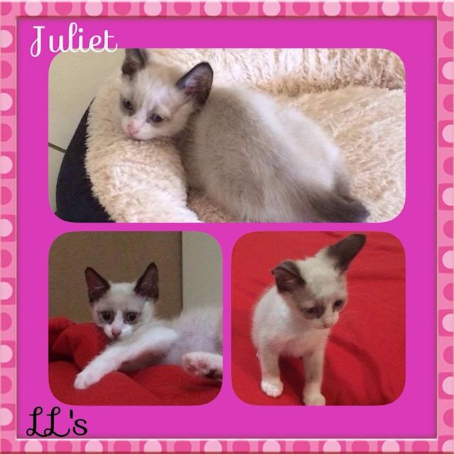 Photo of Juliet 