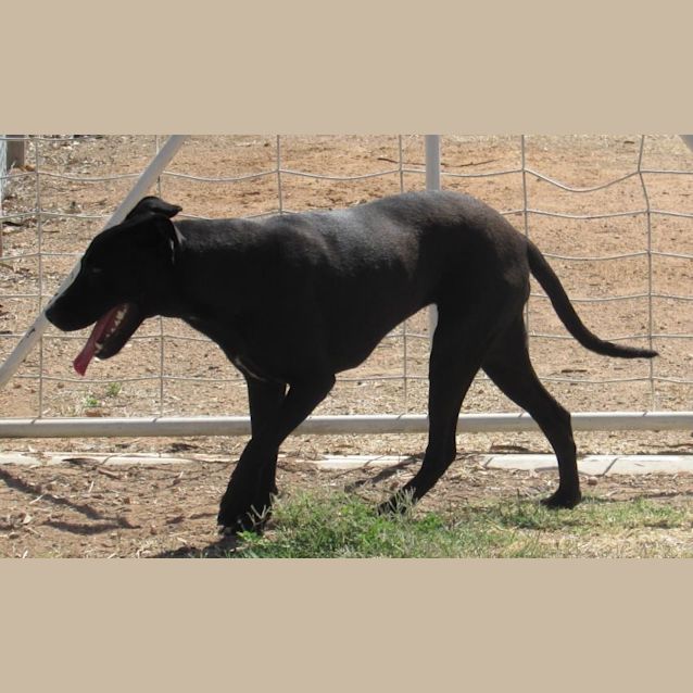 Photo of Pepper