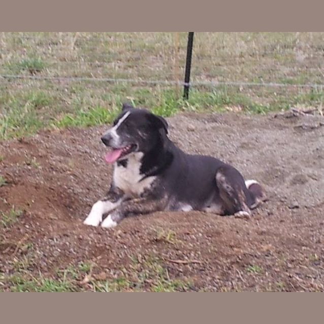 Photo of Morgan (Adoption Pending)