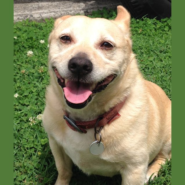 Photo of Arthur Claws N Paws Rescue 
