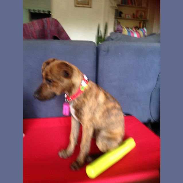 Photo of Bella
