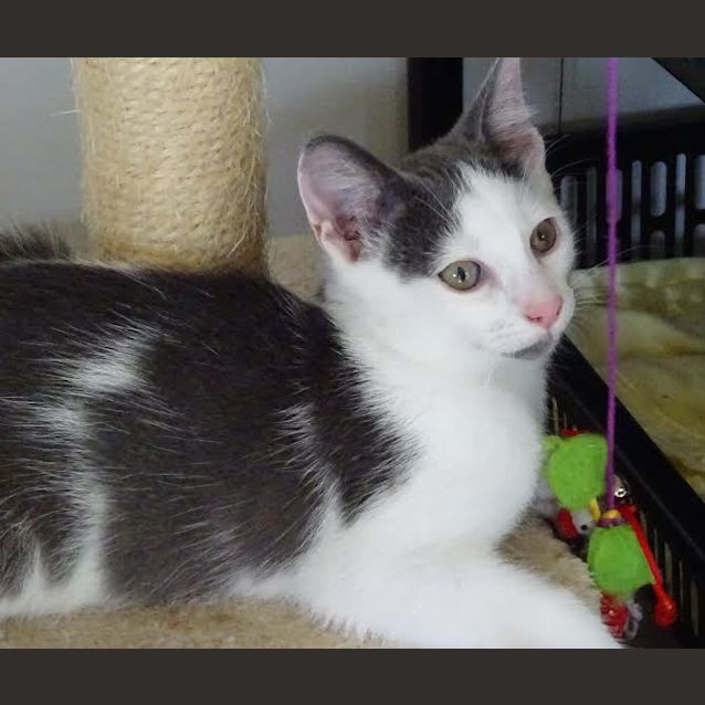 Photo of Jasper     Kitten Kapers Rescue