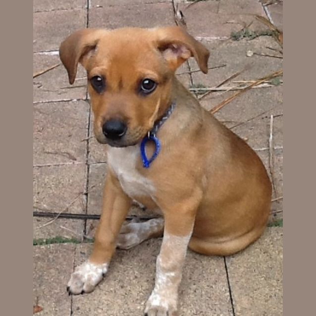 Photo of Leroy (On Trial 10/12/14)~ Ridgeback X Bull Arab