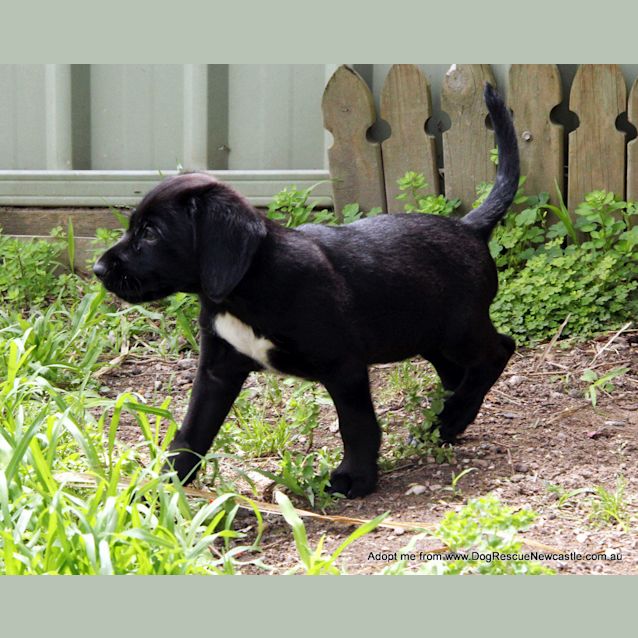 Photo of Mya (Trial 20/12/14) ~ Cocker Spaniel X Bc X Lab