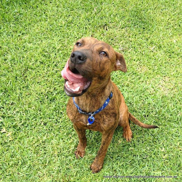 Photo of Merve (On Trial 20/12/14) ~ Staffy X