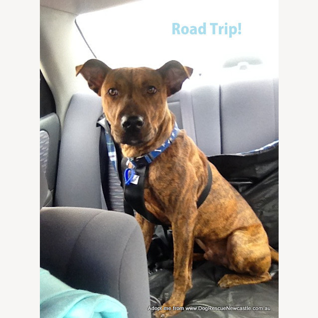 Photo of Merve (On Trial 20/12/14) ~ Staffy X