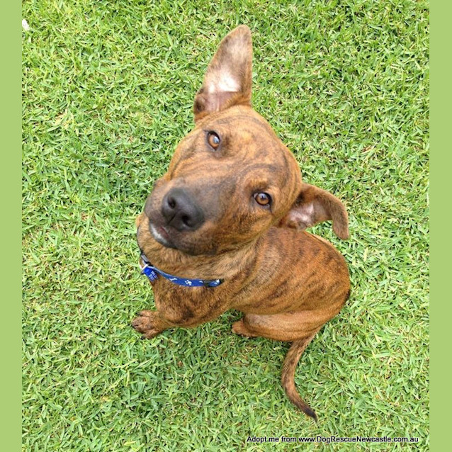 Photo of Merve (On Trial 20/12/14) ~ Staffy X