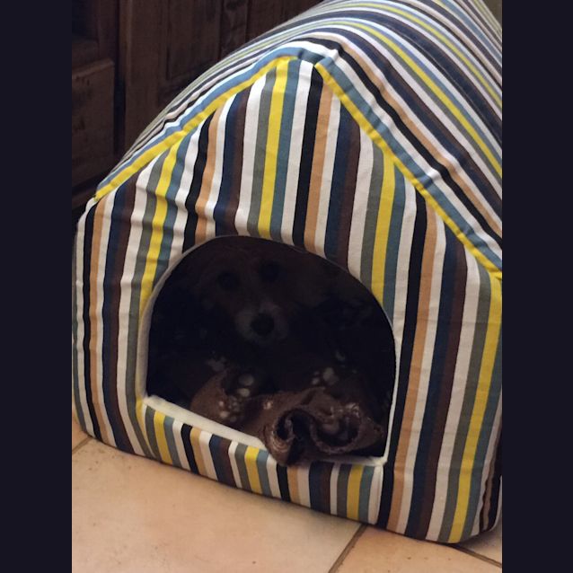 Photo of Tootsie Dl797