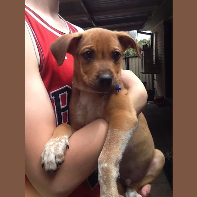 Photo of Leroy (On Trial 10/12/14)~ Ridgeback X Bull Arab
