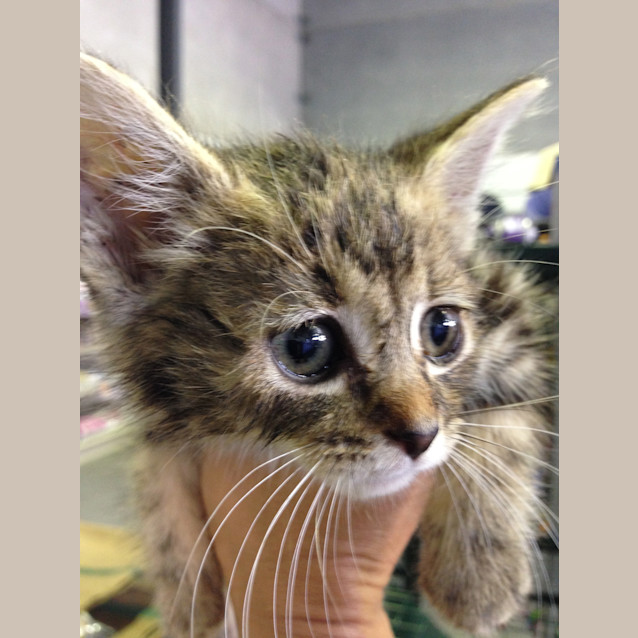 Photo of C Tabitha Claws N Paws Rescue