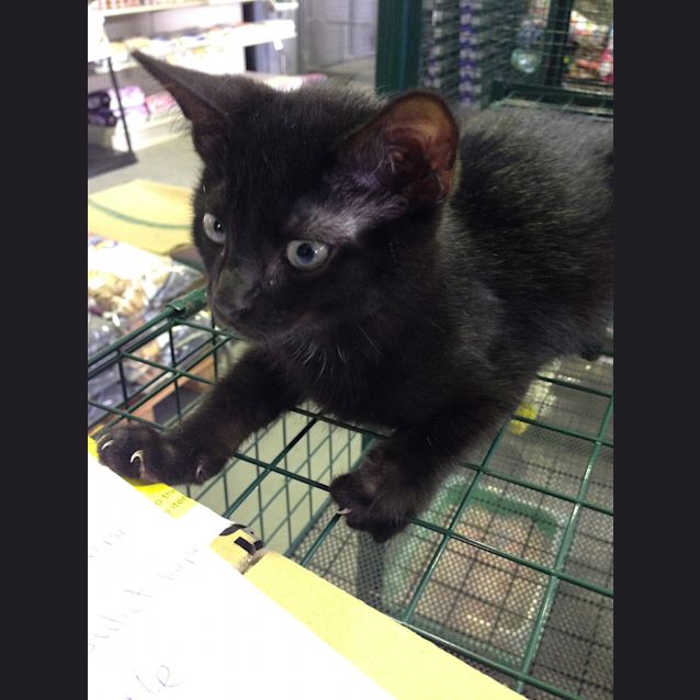 Photo of Monte Claws N Paws Rescue