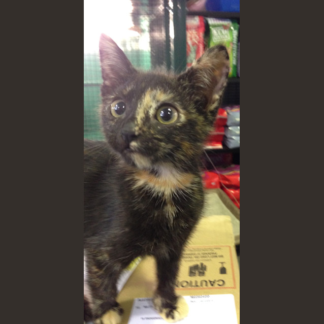 Photo of Kara Claws N Paws Rescue