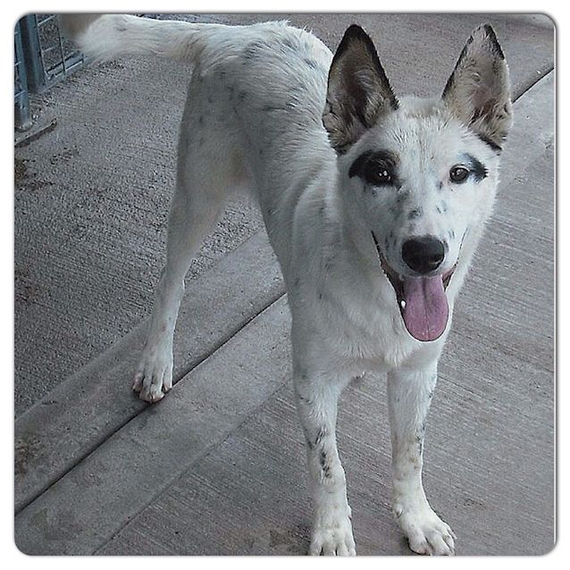 Photo of Buddy ** Such A Beautiful Boy **