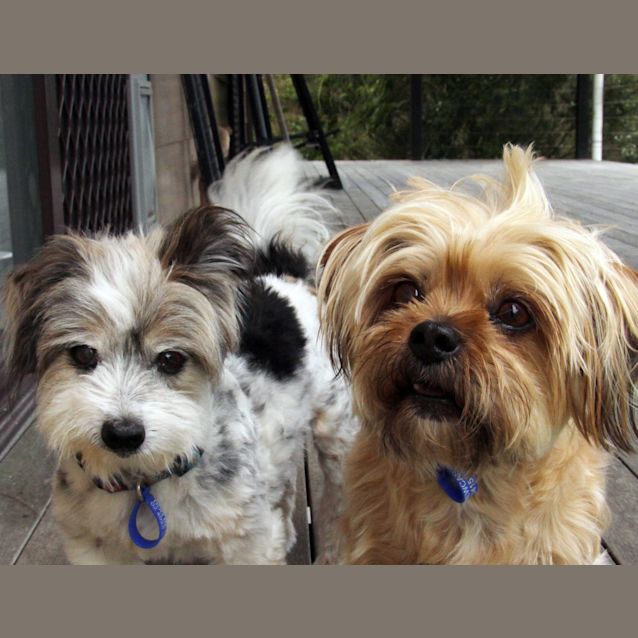 Photo of Jezebelle And Magnum (On Trial 20/12/14)