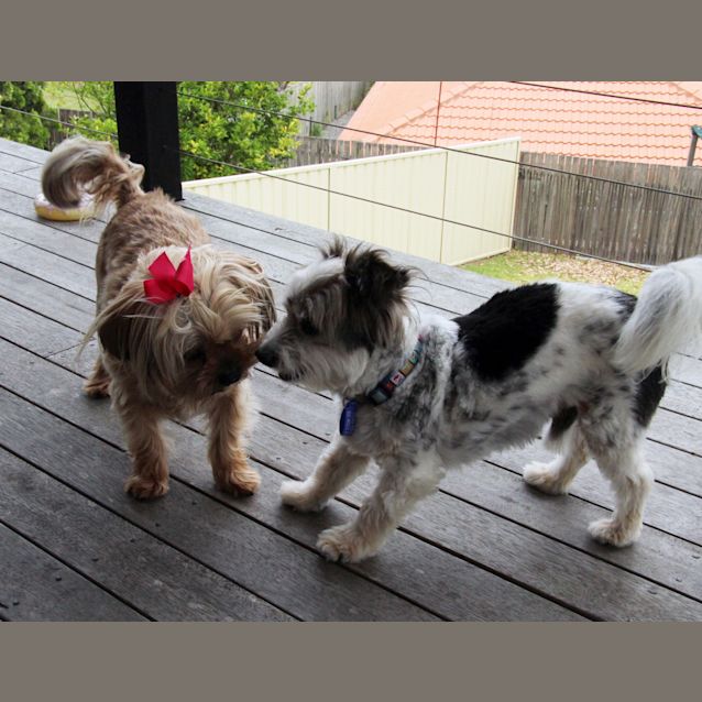 Photo of Jezebelle And Magnum (On Trial 20/12/14)