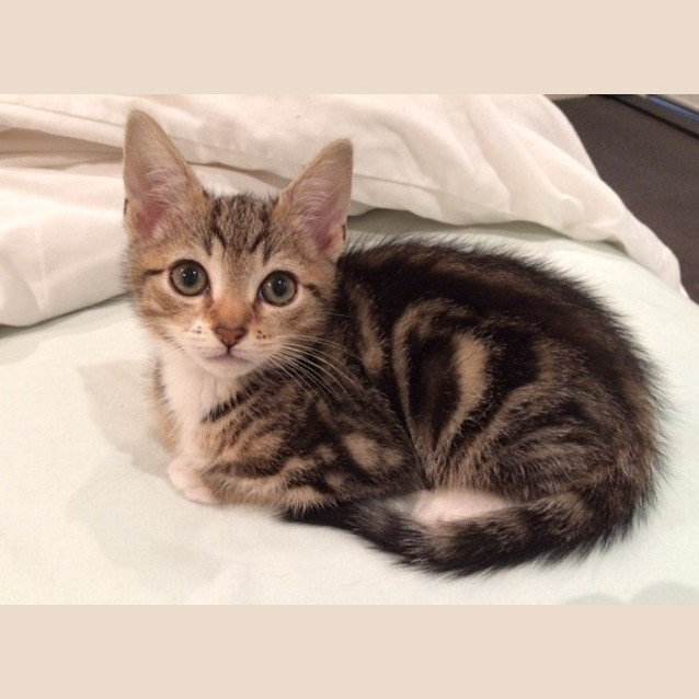 Photo of Monaro (Available 23rd December)