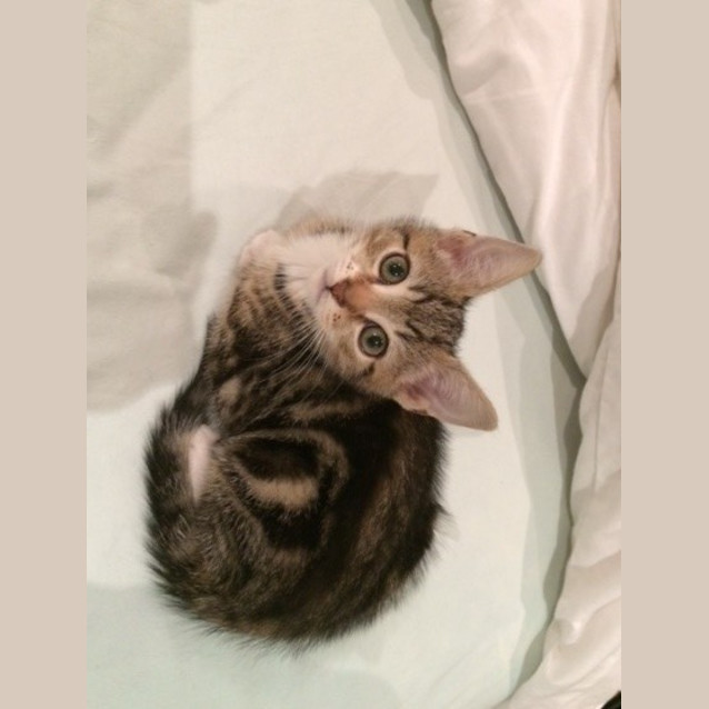 Photo of Monaro (Available 23rd December)