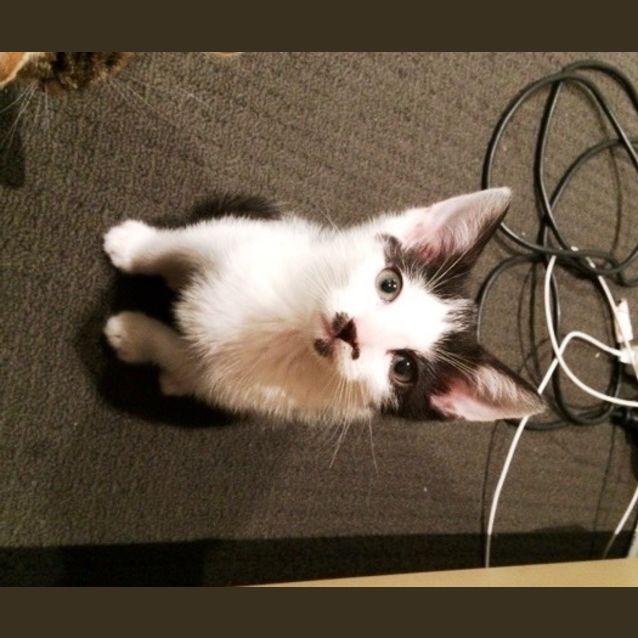 Photo of Mustang (Available 23rd Of December)