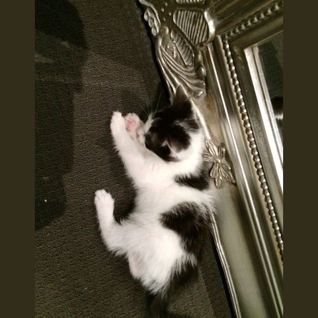 Photo of Mustang (Available 23rd Of December)