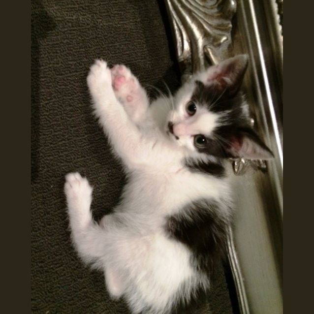 Photo of Mustang (Available 23rd Of December)