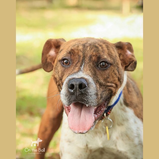 Photo of Dozer