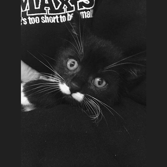 Photo of Moustache Mike