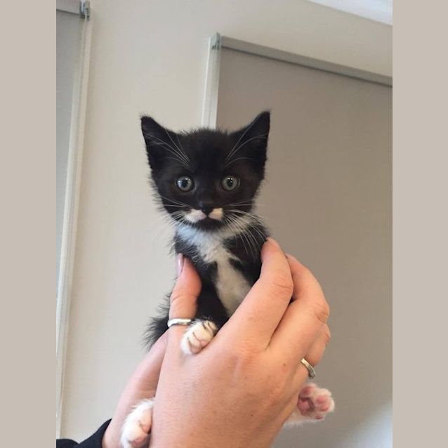 Photo of Moustache Mike