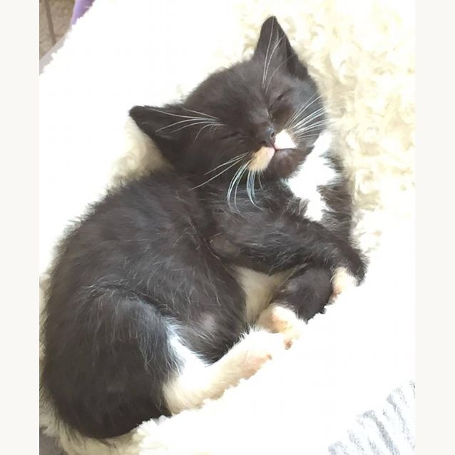 Photo of Moustache Mike