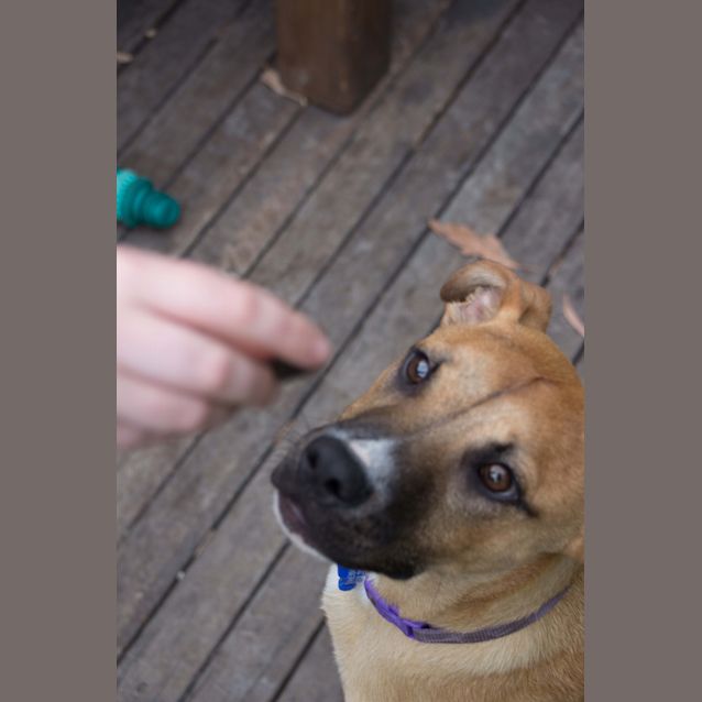 Photo of Buster ~ Adopted 25/1/15 By Carer