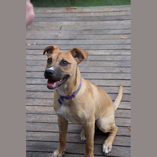 Photo of Buster ~ Adopted 25/1/15 By Carer