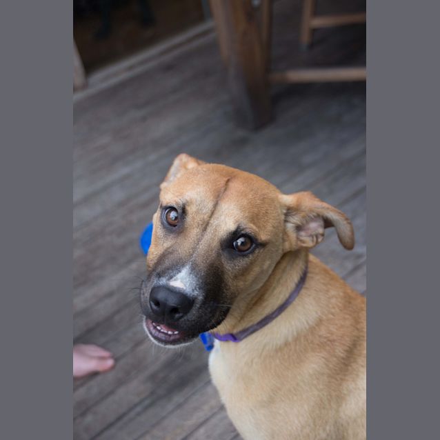Photo of Buster ~ Adopted 25/1/15 By Carer