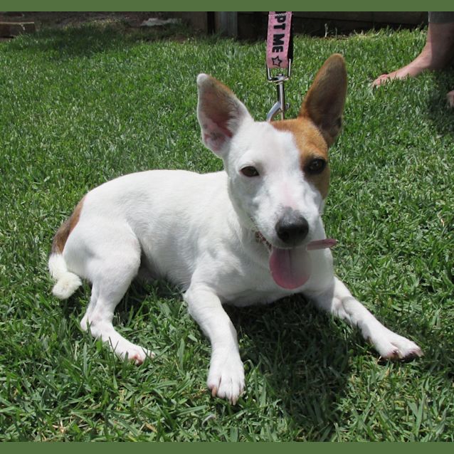 Photo of Roxy *On Trial In Her New Home*